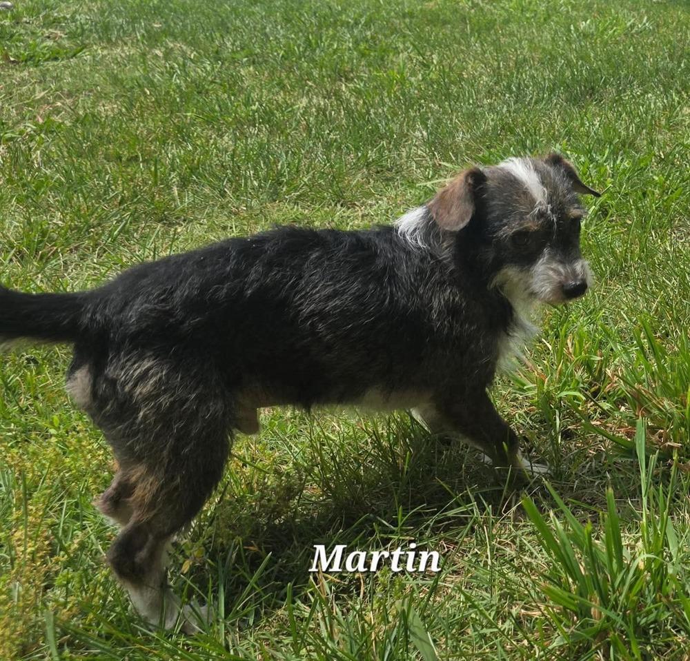 Martin, a Adoptable mixed breed in Middletown, CT image 2/3