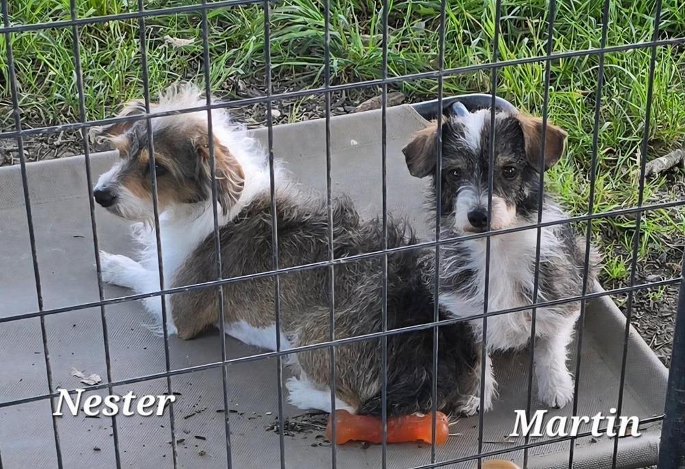 Martin, a Adoptable mixed breed in Middletown, CT image 3/3