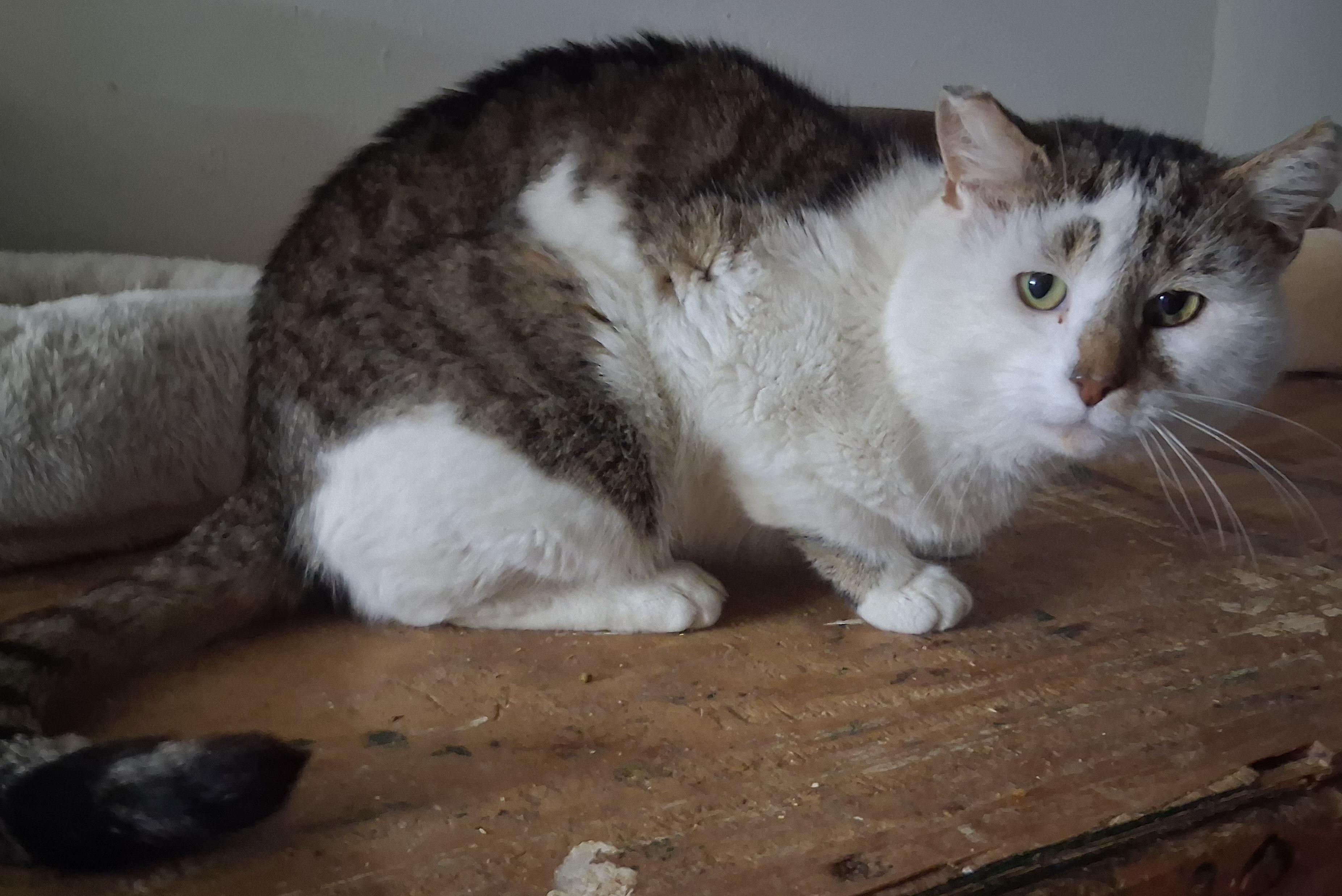 Enlarge Moe, an adopted Tabby in Bear, DE image 5/5