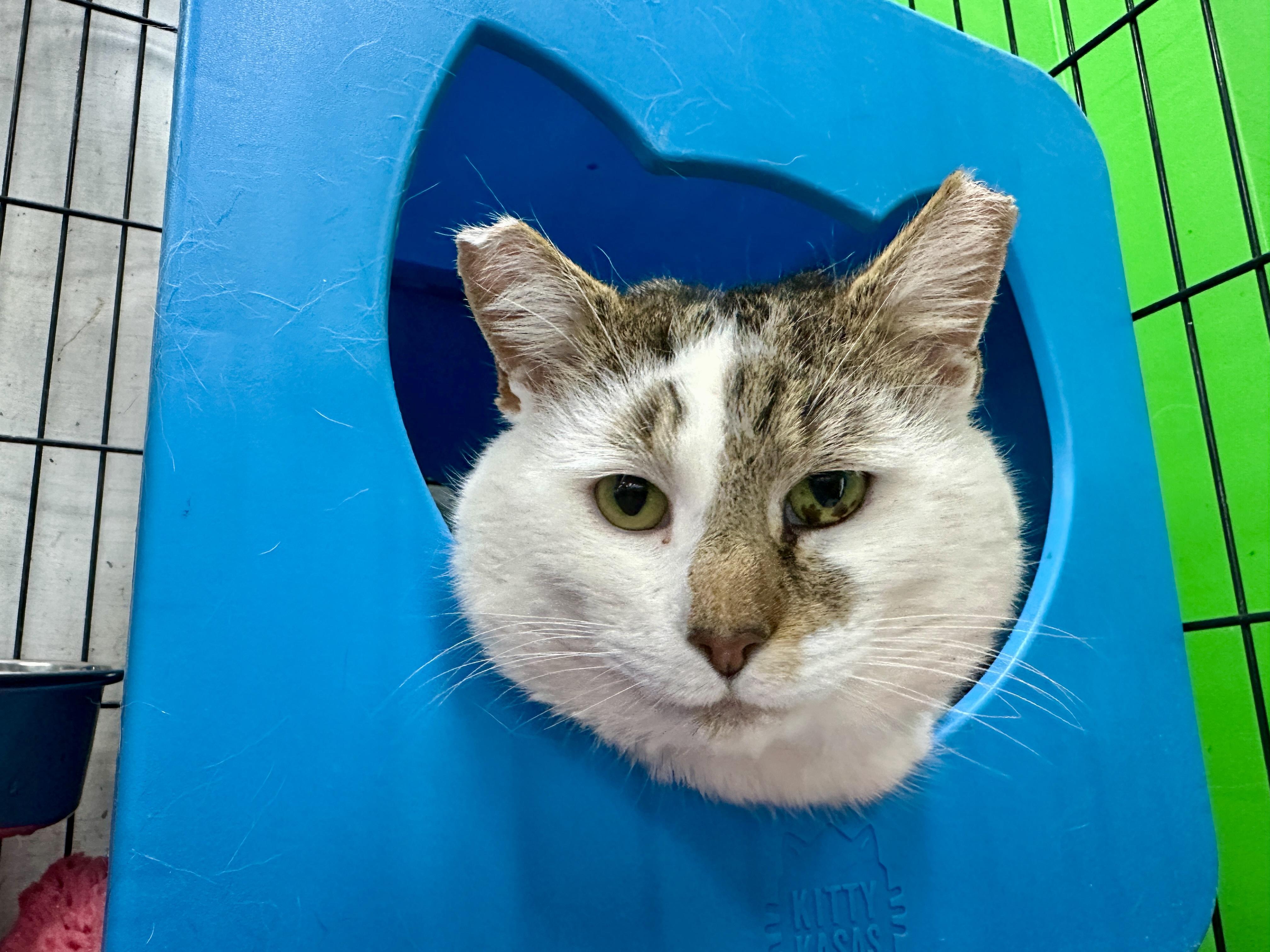 Enlarge Moe, an adopted Tabby in Bear, DE image 4/5