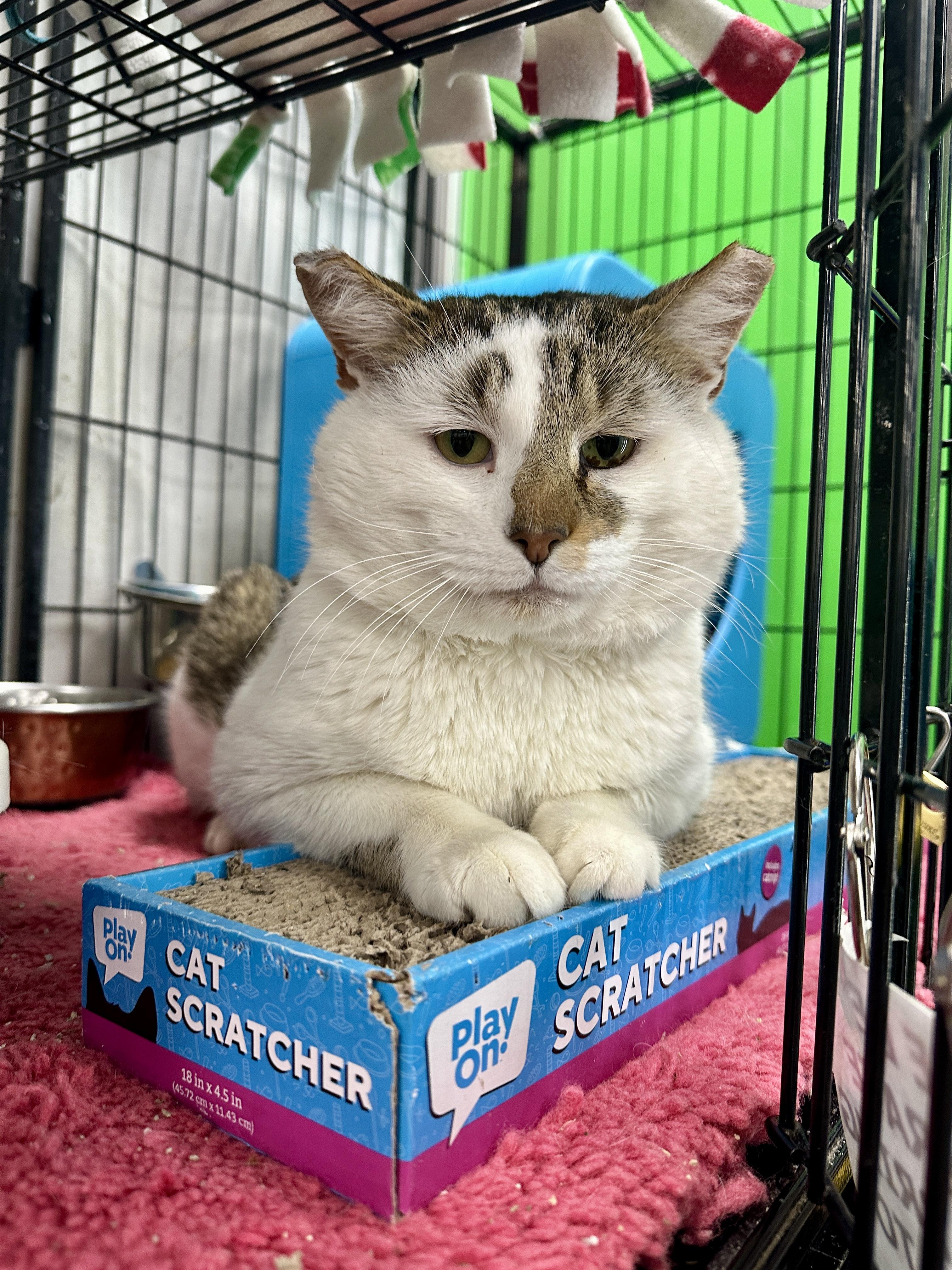 Enlarge Moe, an adopted Tabby in Bear, DE image 1/5