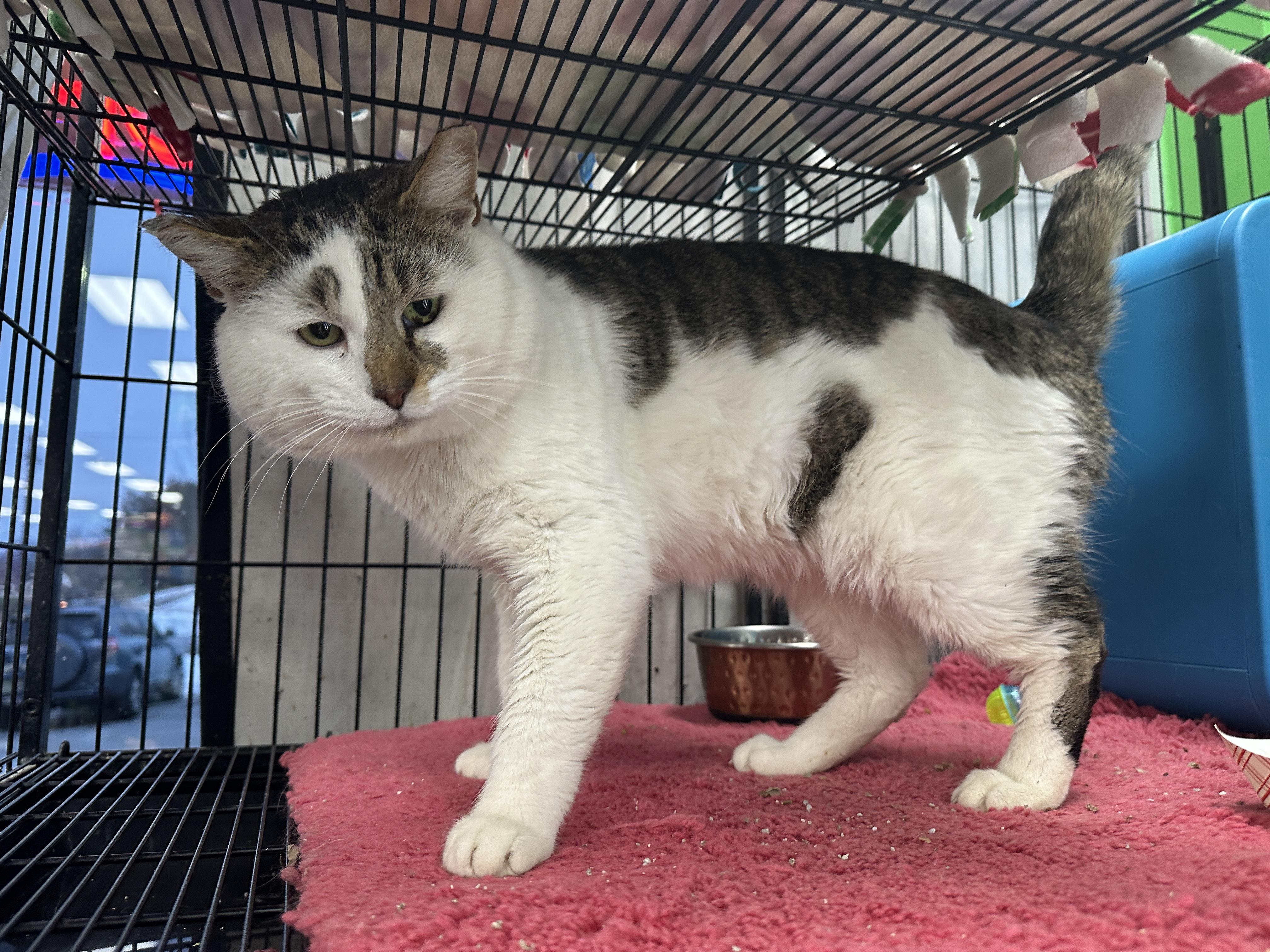 Enlarge Moe, an adopted Tabby in Bear, DE image 2/5