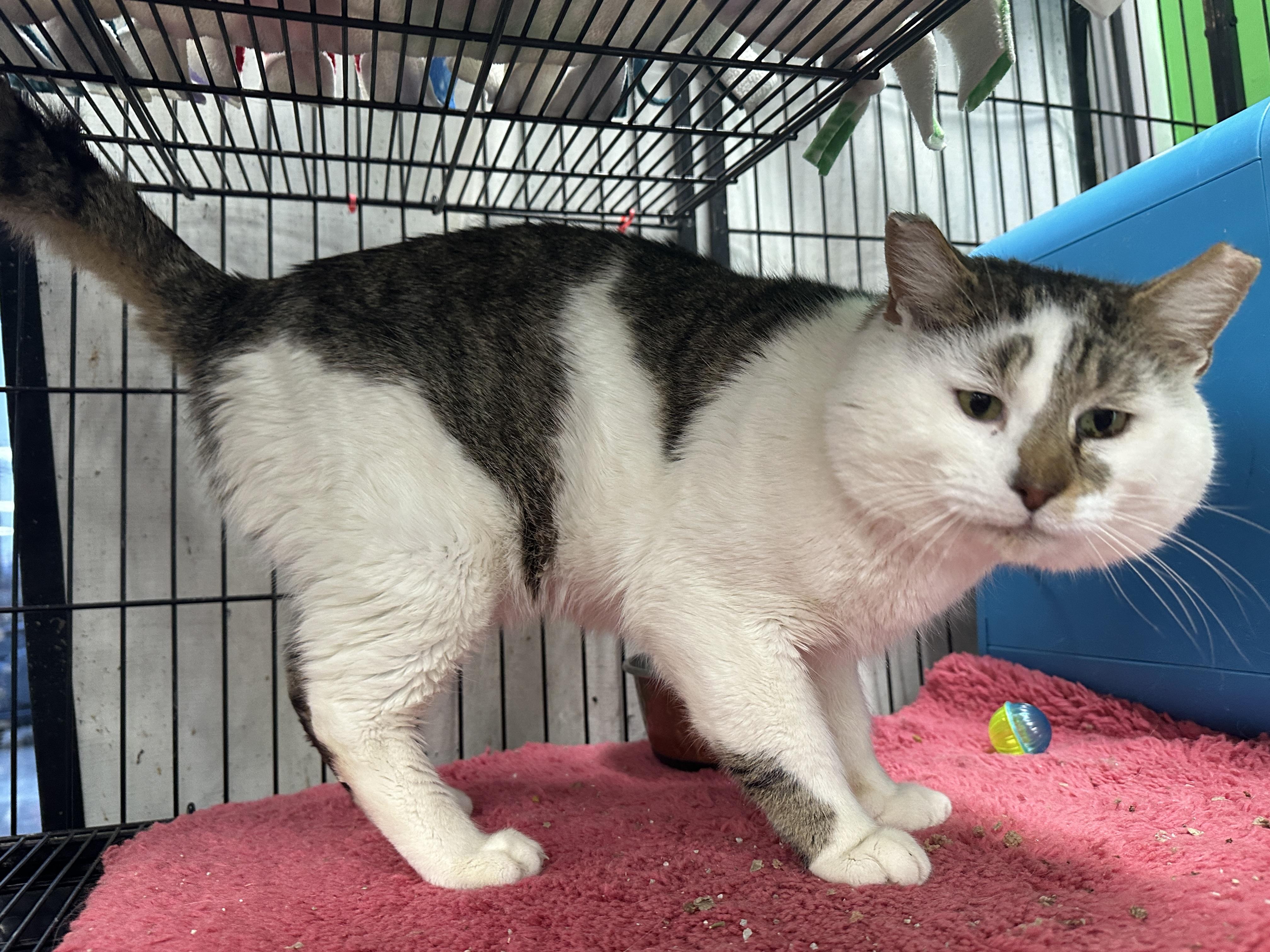 Enlarge Moe, an adopted Tabby in Bear, DE image 3/5