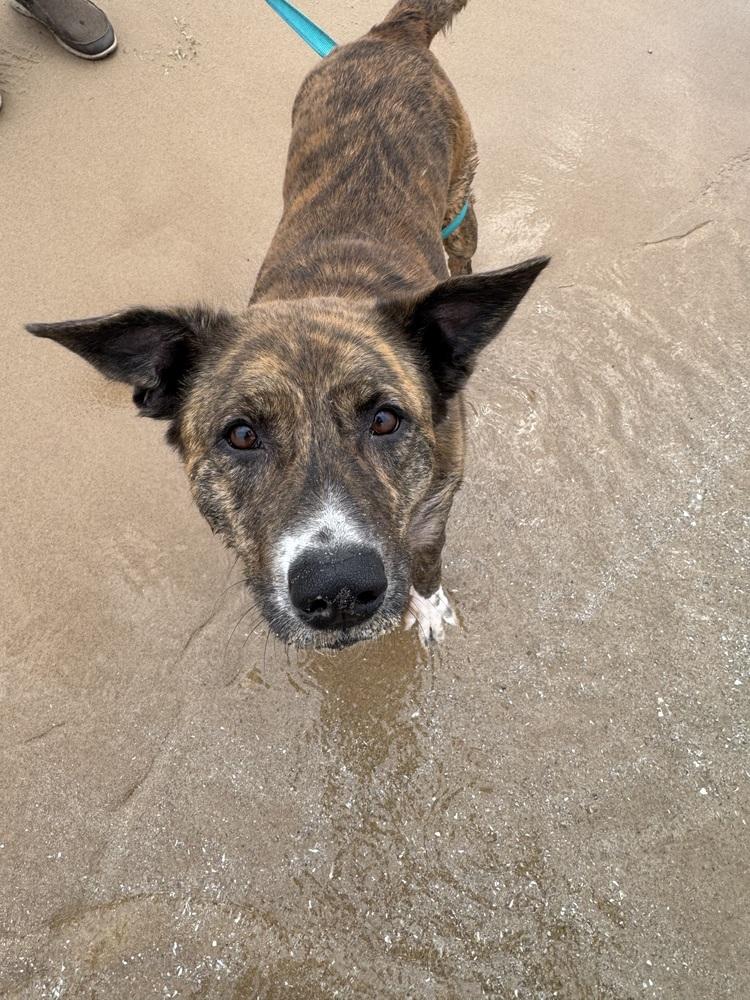 Honey (24-142 D), a Adoptable mixed breed in Lansing, MI image 1/6