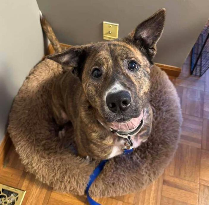 Honey (24-142 D), a Adoptable mixed breed in Lansing, MI image 2/6