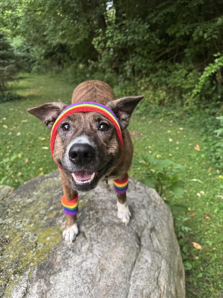 Honey (24-142 D), a Adoptable mixed breed in Lansing, MI image 5/6