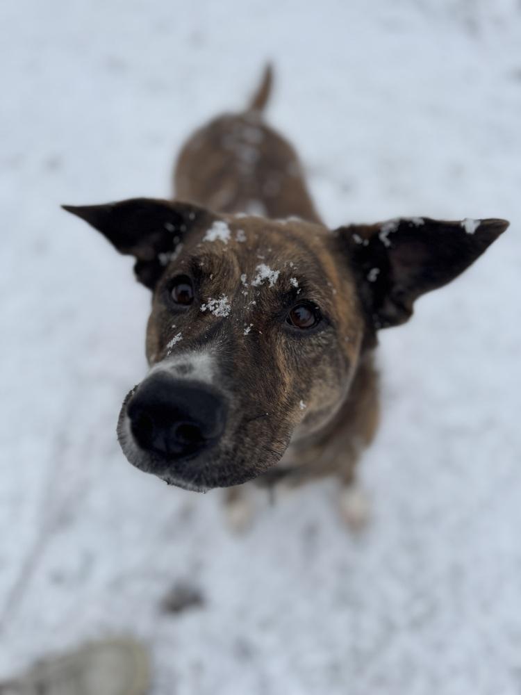Honey (24-142 D), a Adoptable mixed breed in Lansing, MI image 6/6