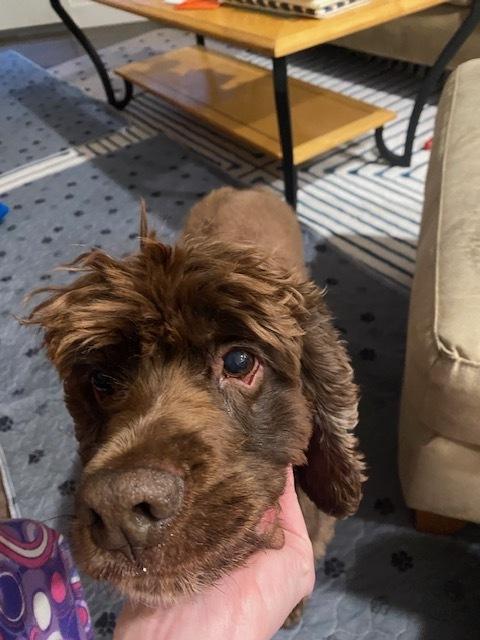 Sarge, Adoptable, Adult Male Cocker Spaniel.