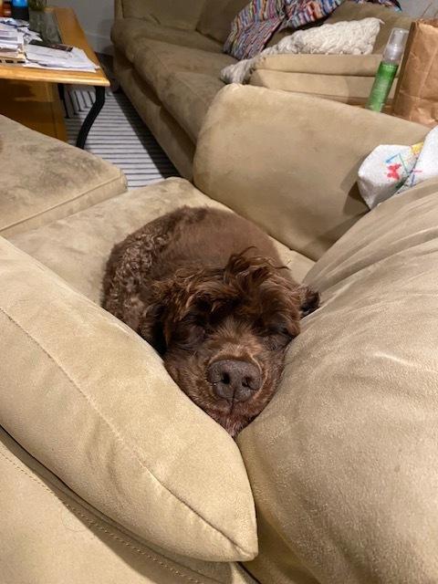 Enlarge Sarge, a Adoptable Cocker Spaniel in Denver, CO image 2/6