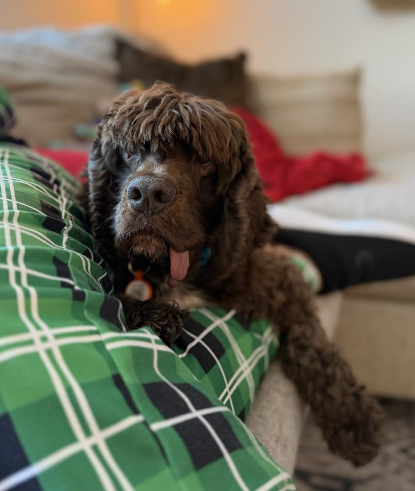 Enlarge Sarge, a Adoptable Cocker Spaniel in Denver, CO image 3/6