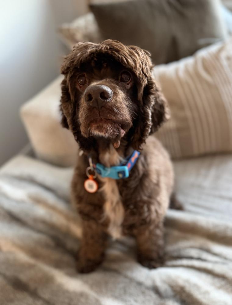 Enlarge Sarge, a Adoptable Cocker Spaniel in Denver, CO image 4/6