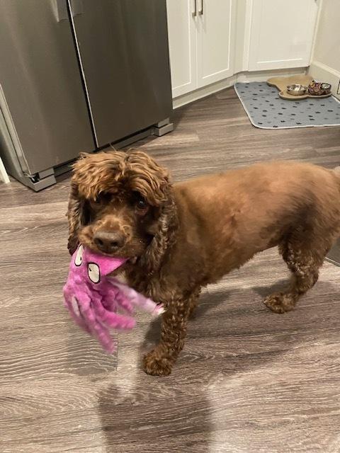 Enlarge Sarge, a Adoptable Cocker Spaniel in Denver, CO image 5/6