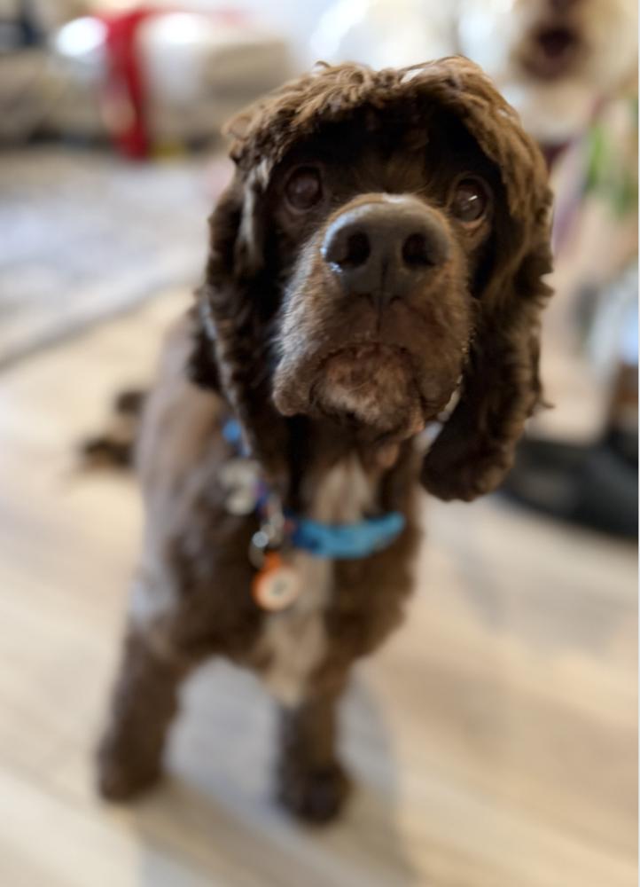 Enlarge Sarge, a Adoptable Cocker Spaniel in Denver, CO image 6/6