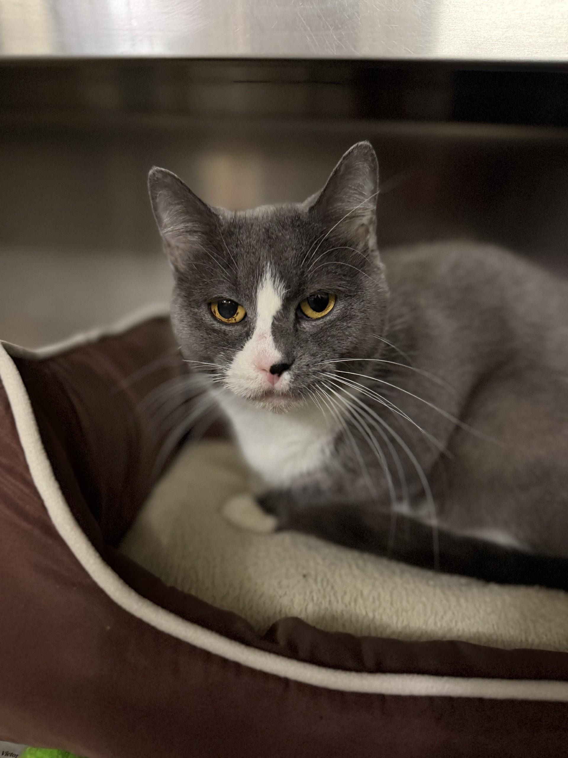 Paw-la, Adoptable, Senior Female Domestic Short Hair.