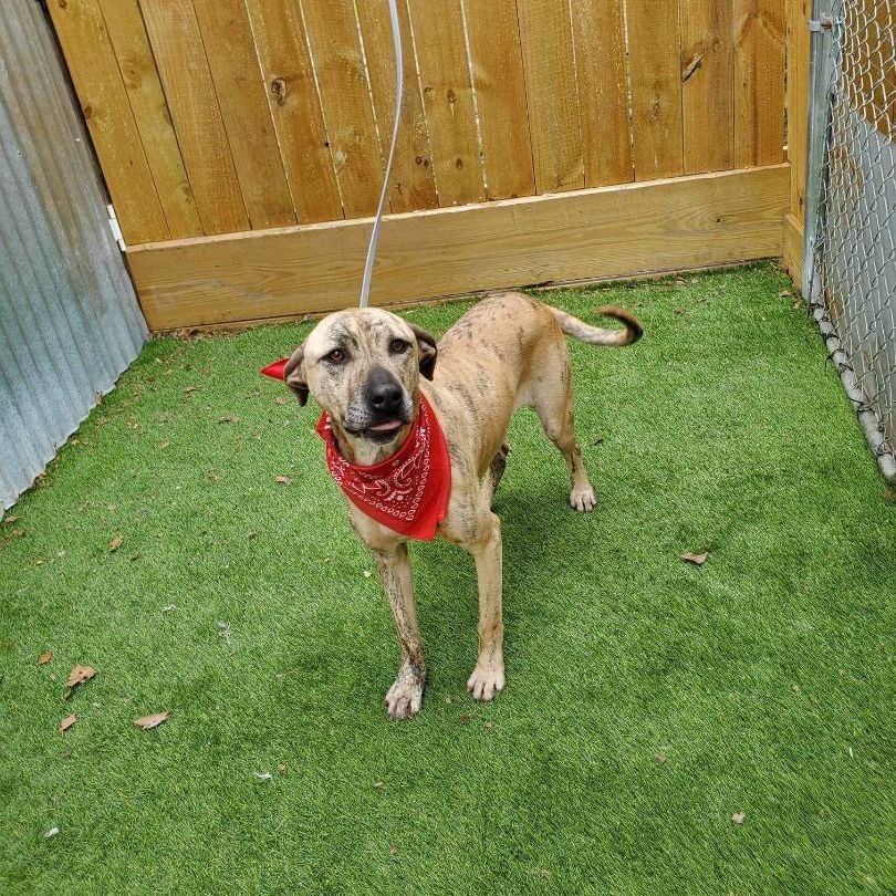 Enlarge Daisy, an adoptable American Staffordshire Terrier in Abbotsford, BC image 6/6
