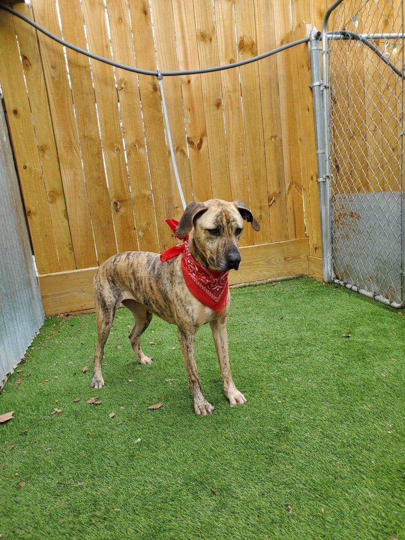 Enlarge Daisy, an adoptable American Staffordshire Terrier in Abbotsford, BC image 2/6