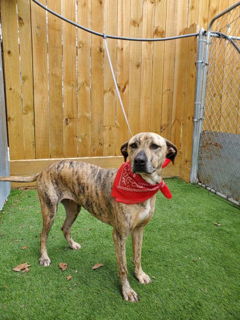 Enlarge Daisy, an adoptable American Staffordshire Terrier in Abbotsford, BC image 5/6
