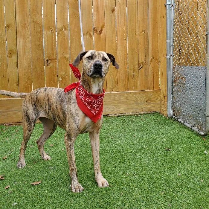 Daisy, adoptable, Adult Female American Staffordshire Terrier.