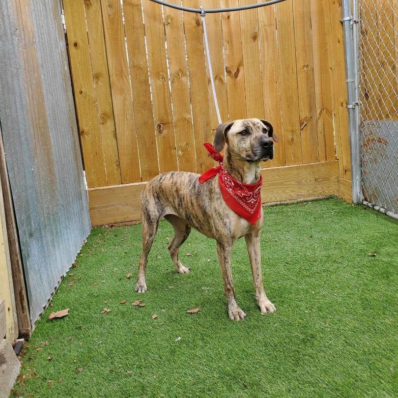Enlarge Daisy, an adoptable American Staffordshire Terrier in Abbotsford, BC image 4/6