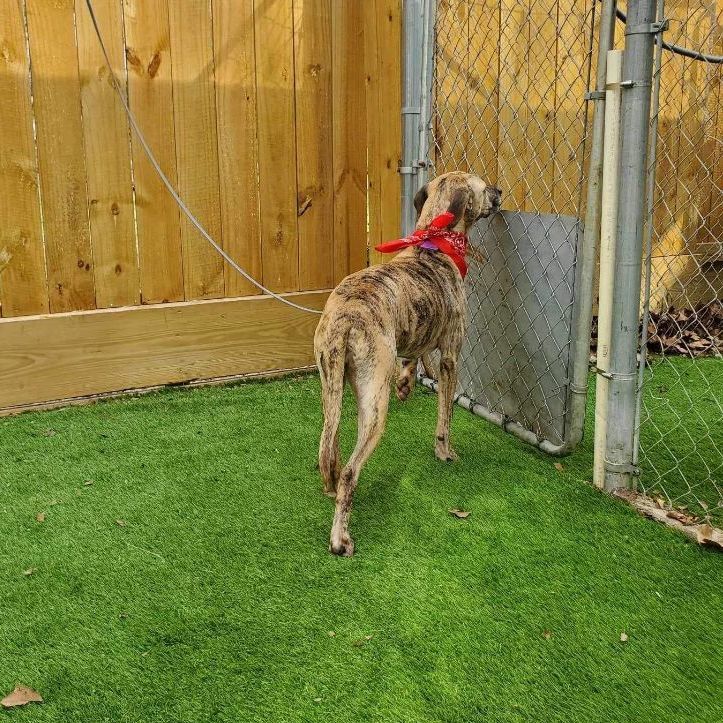 Enlarge Daisy, an adoptable American Staffordshire Terrier in Abbotsford, BC image 3/6