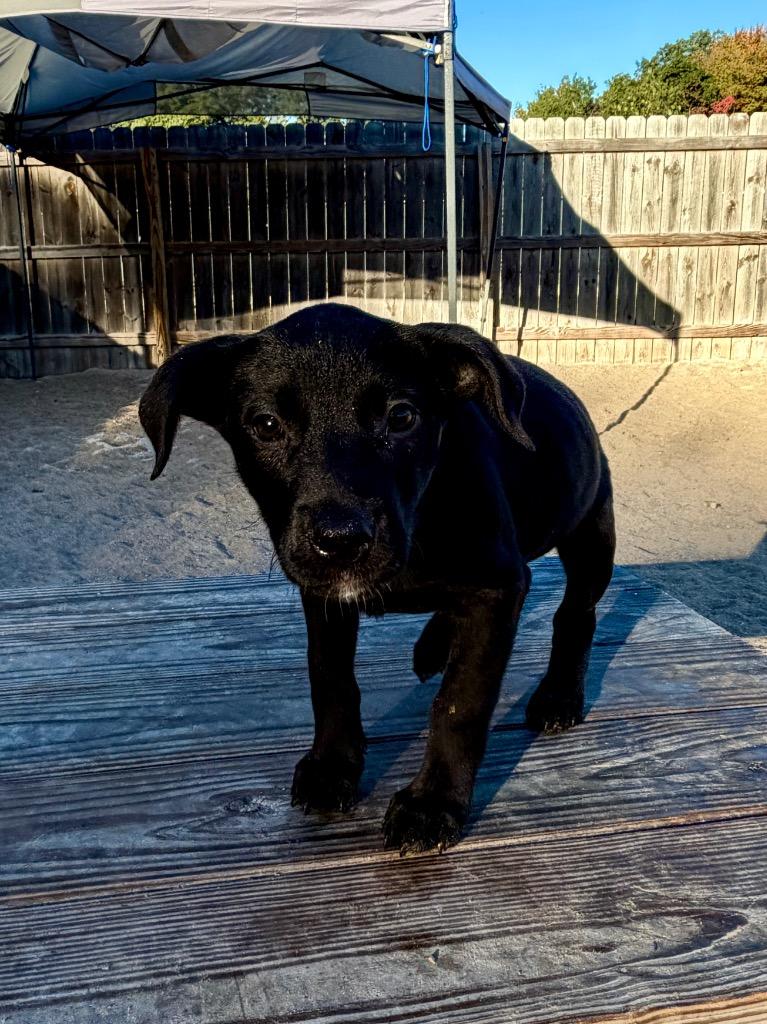 Enlarge NP 6, a Adoptable mixed breed in Muskegon, MI image 2/2