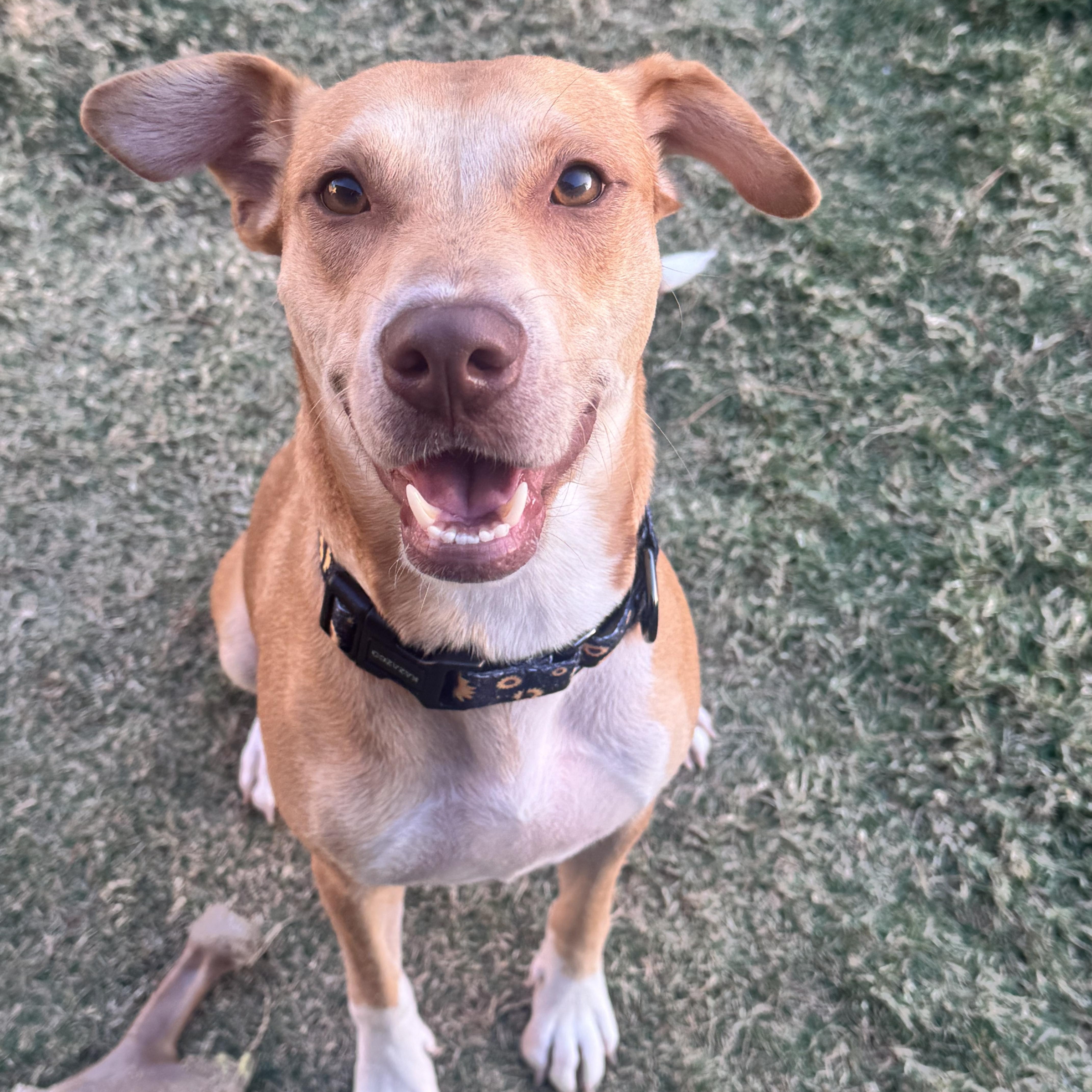 Willow — thumbnail 2