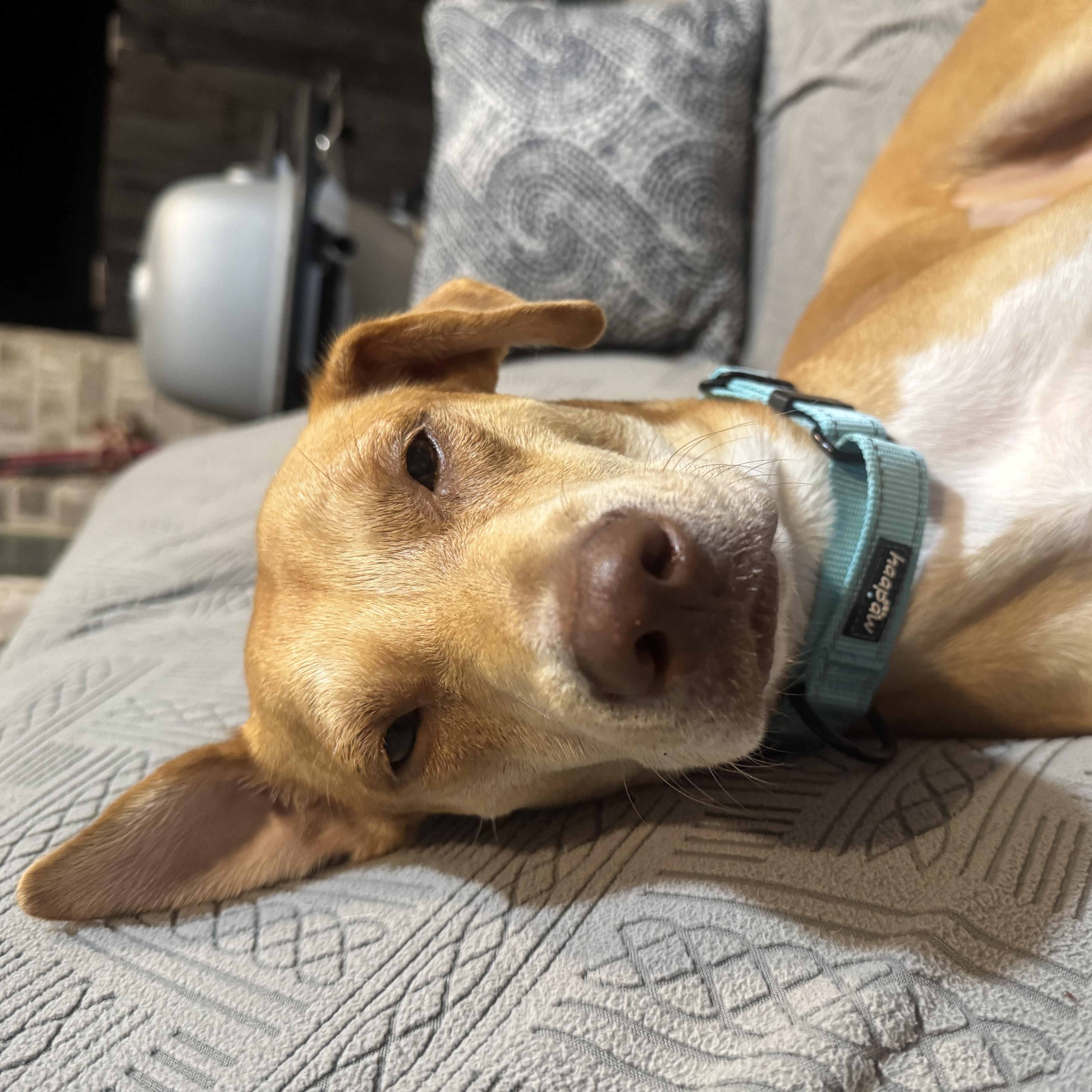 Willow — thumbnail 3