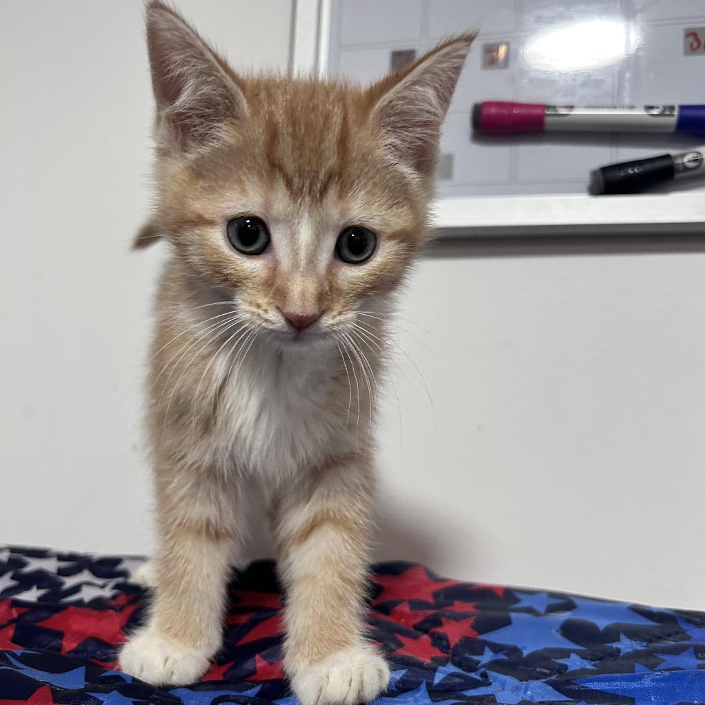 Enlarge Axiom, a Adoptable Domestic Short Hair in Fredericksburg, VA image 1/1