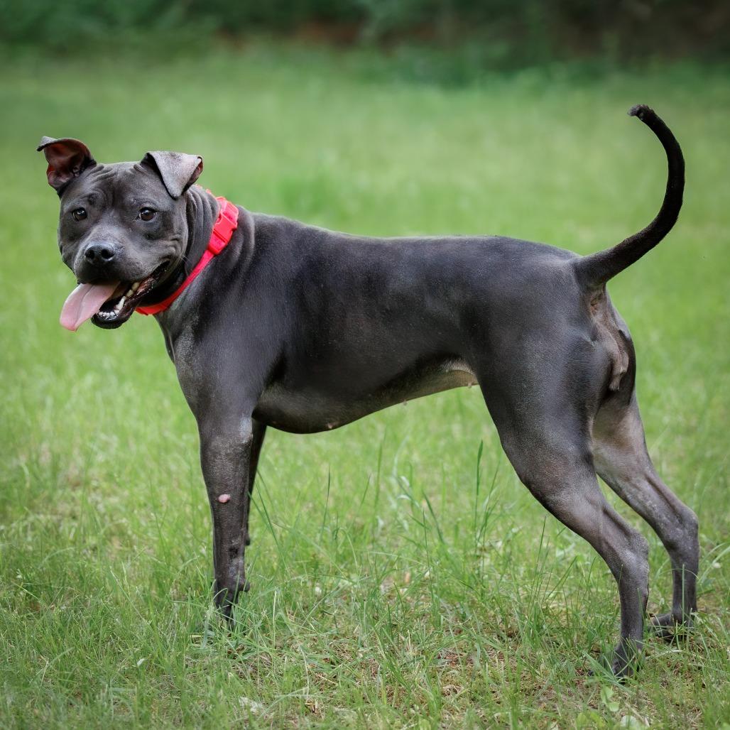 Isekai D9782, Adoptable, Adult Female Rhodesian Ridgeback & Pit Bull Terrier.