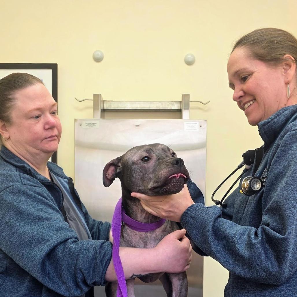 Enlarge Isekai D9782, a Adoptable mixed breed in Princeton, MN image 1/6