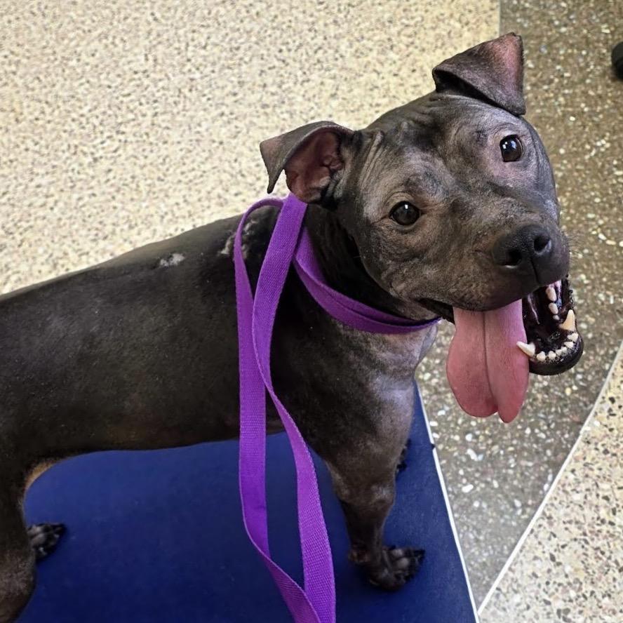 Enlarge Isekai D9782, a Adoptable mixed breed in Princeton, MN image 2/6