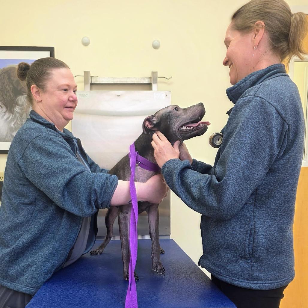 Enlarge Isekai D9782, a Adoptable mixed breed in Princeton, MN image 3/6