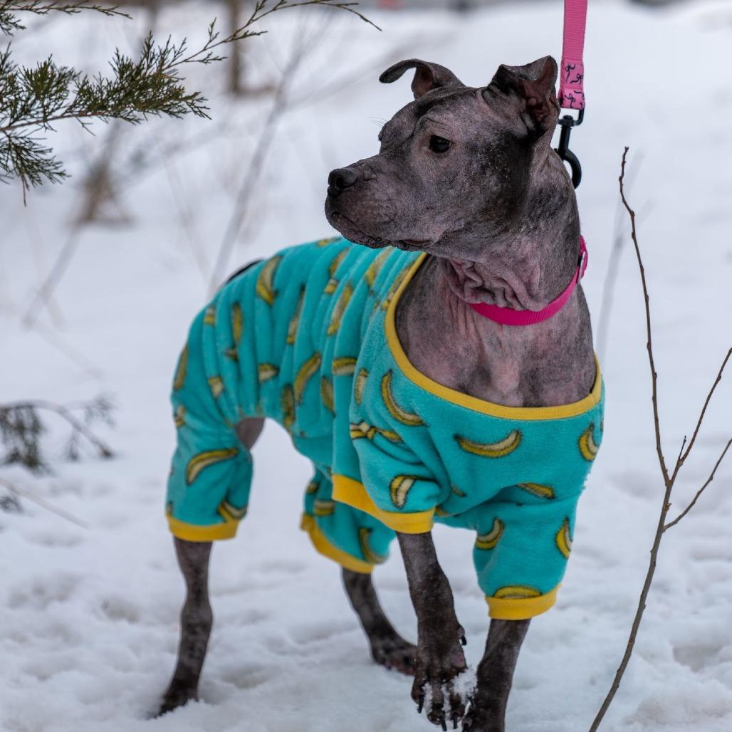 Isekai D9782, a Adoptable mixed breed in Princeton, MN image 1/6