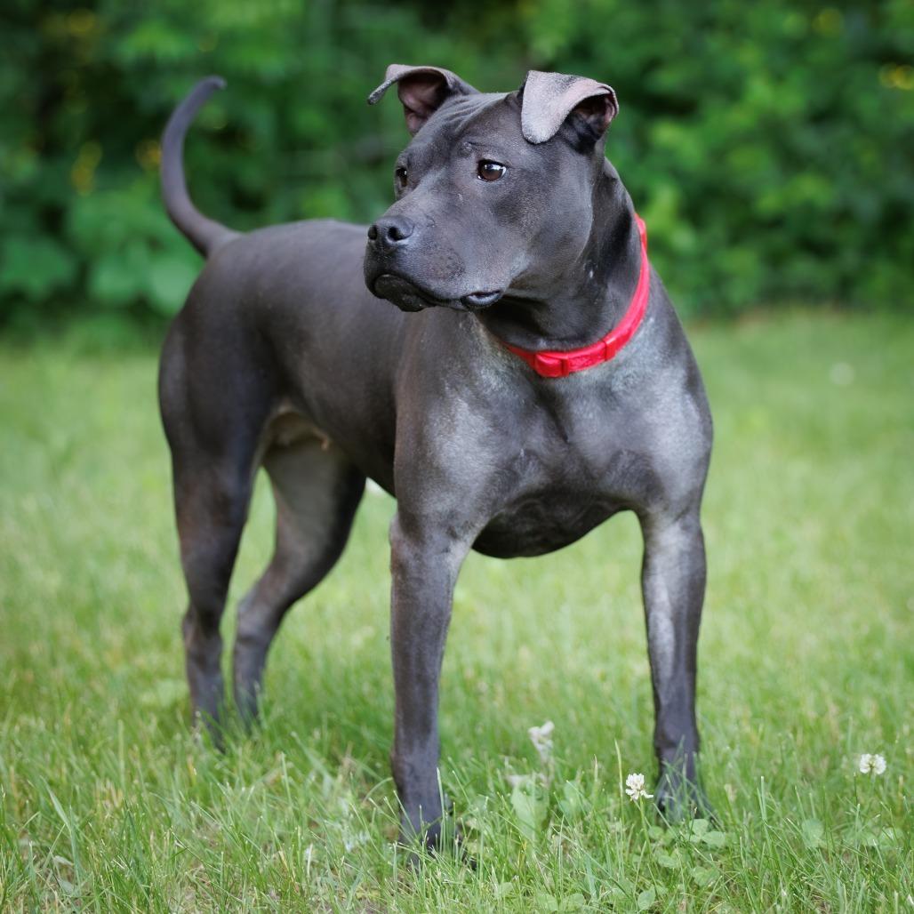 Isekai D9782, a Adoptable mixed breed in Princeton, MN image 2/6
