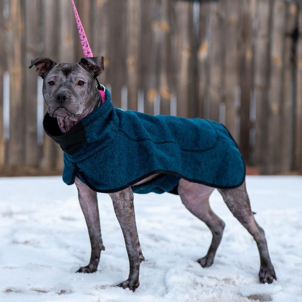 Isekai D9782, a Adoptable mixed breed in Princeton, MN image 2/6