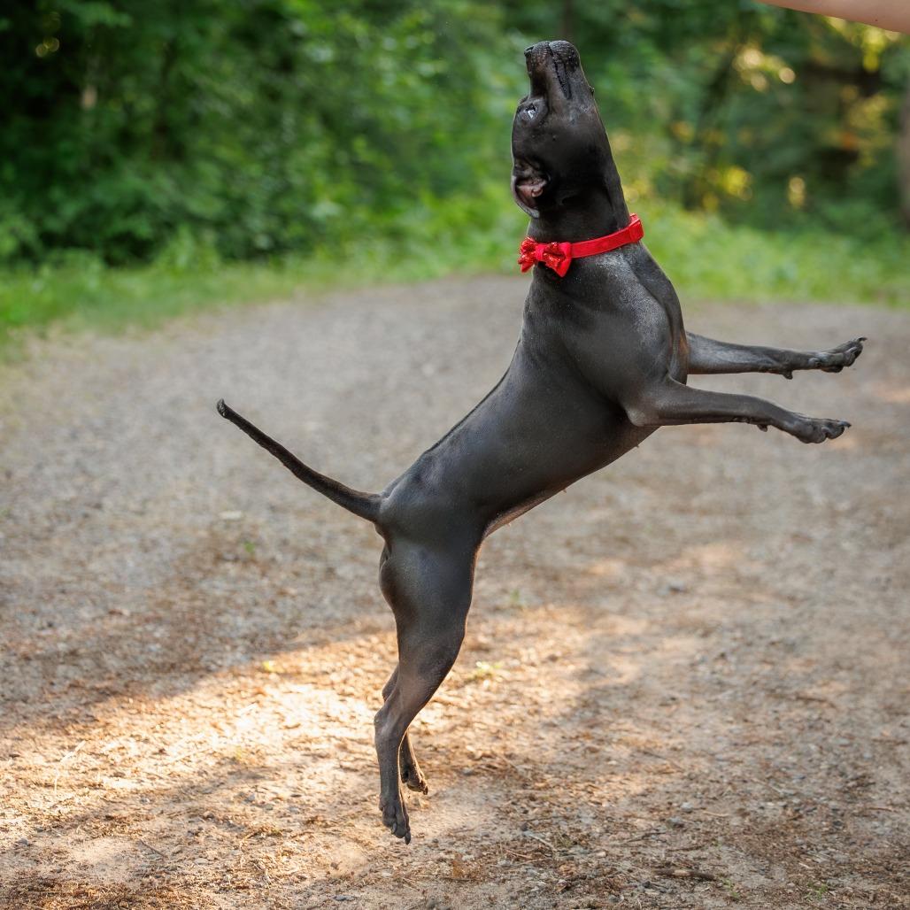 Isekai D9782, a Adoptable mixed breed in Princeton, MN image 3/6