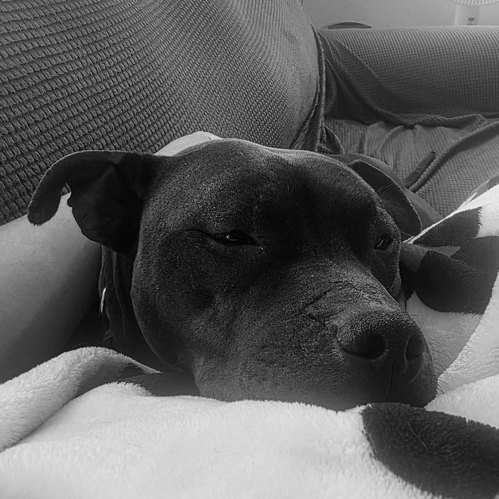 Enlarge Isekai D9782, a Adoptable mixed breed in Elk River, MN image 1/6