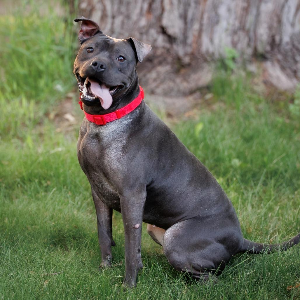 Isekai D9782, Adoptable, Adult Female Rhodesian Ridgeback & Pit Bull Terrier.