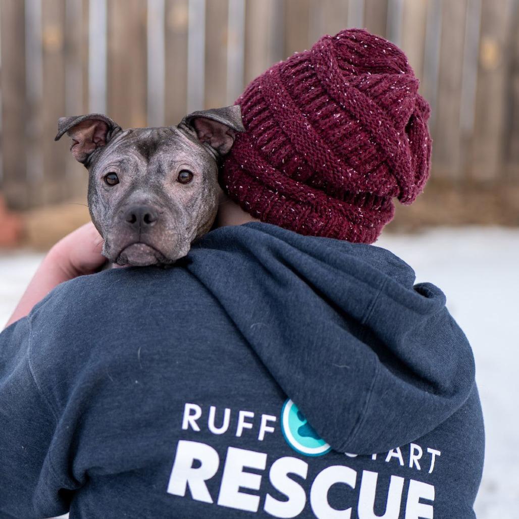 Isekai D9782, a Adoptable mixed breed in Princeton, MN image 3/6