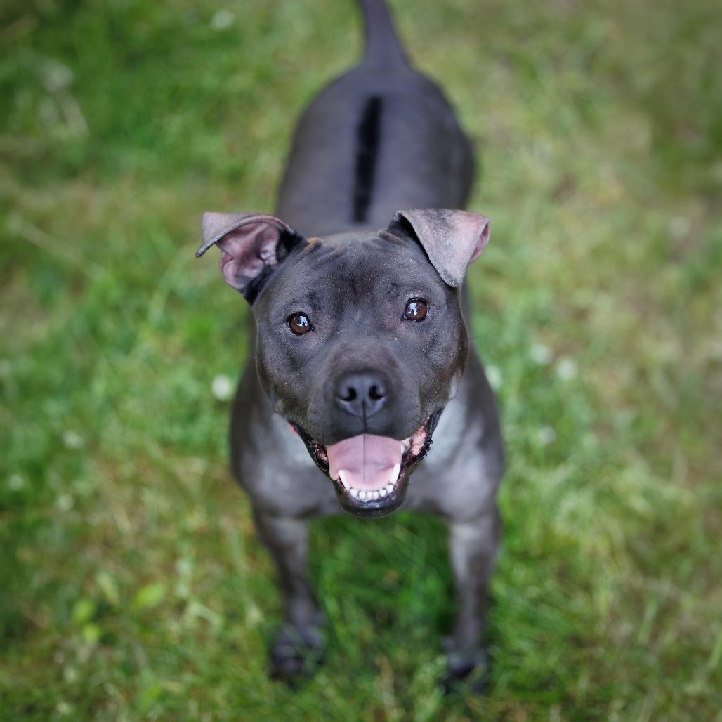 Isekai D9782, a Adoptable mixed breed in Princeton, MN image 5/6