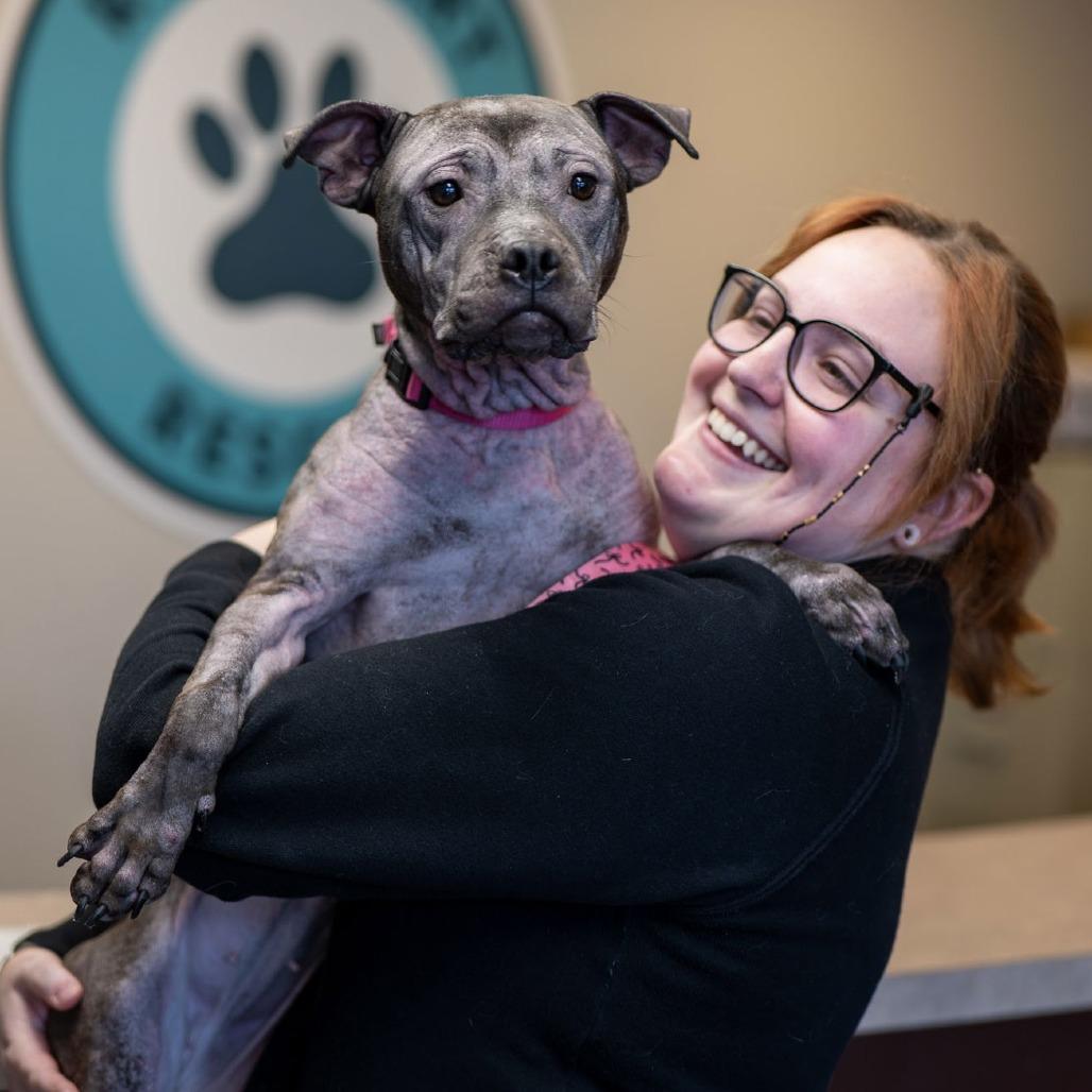 Isekai D9782, a Adoptable mixed breed in Princeton, MN image 5/6