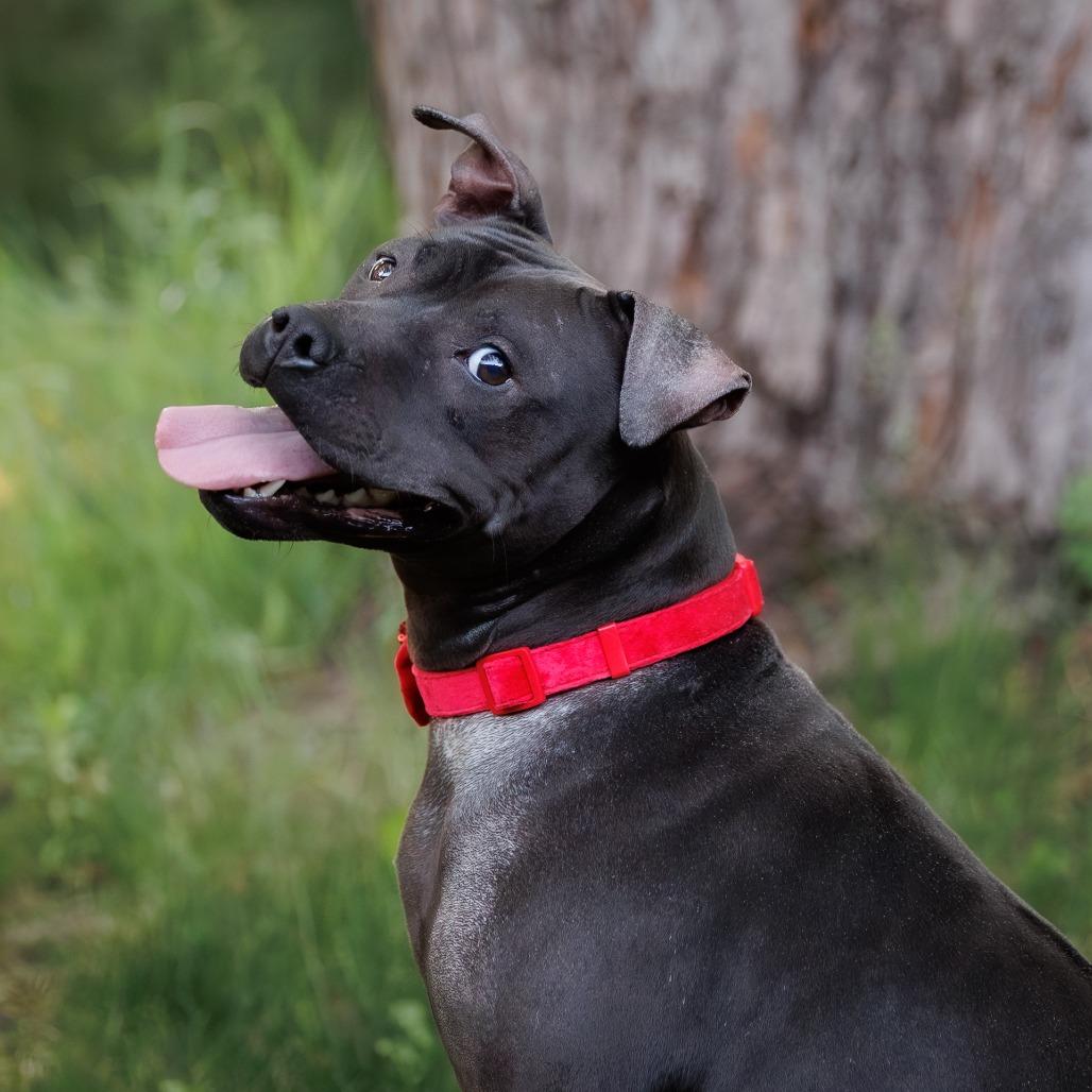 Isekai D9782, a Adoptable mixed breed in Princeton, MN image 6/6