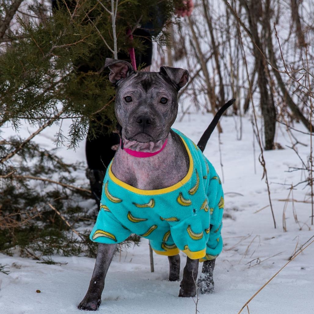 Isekai D9782, a Adoptable mixed breed in Princeton, MN image 6/6
