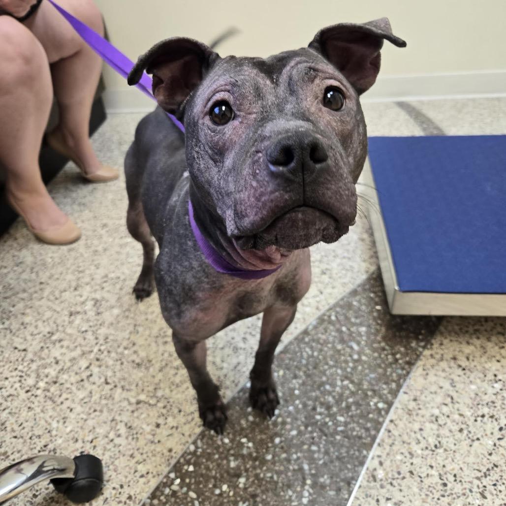 Enlarge Isekai D9782, a Adoptable mixed breed in Princeton, MN image 4/6