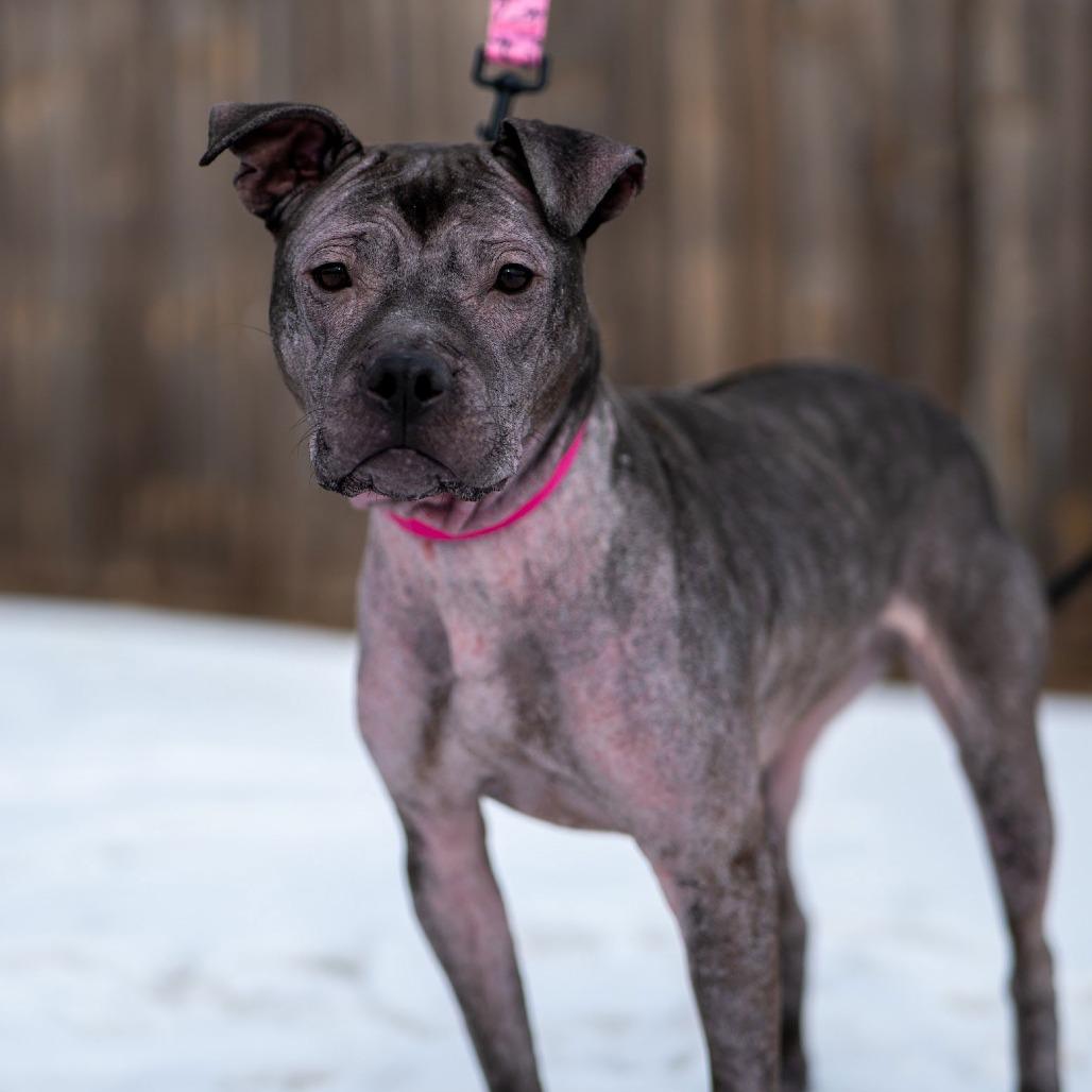 Enlarge Isekai D9782, a Adoptable mixed breed in Princeton, MN image 5/6
