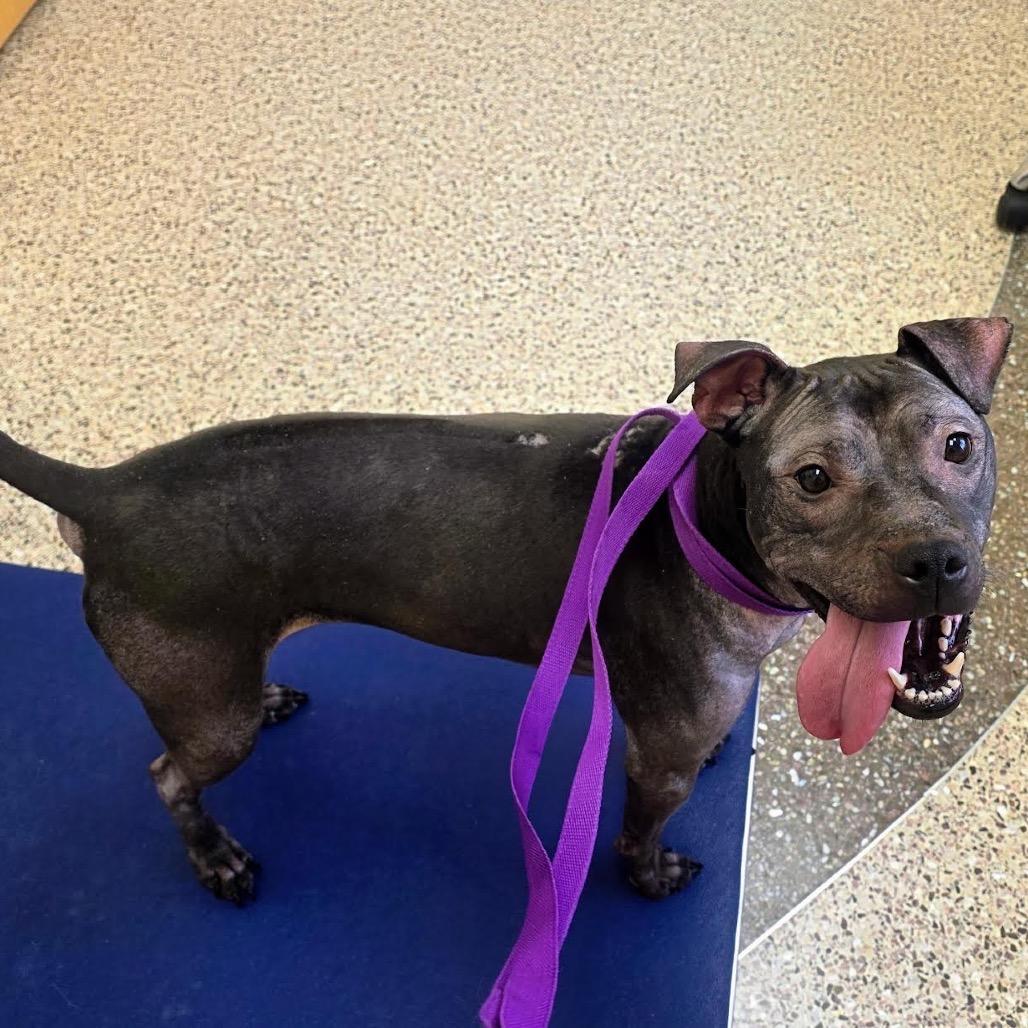 Enlarge Isekai D9782, a Adoptable mixed breed in Princeton, MN image 6/6