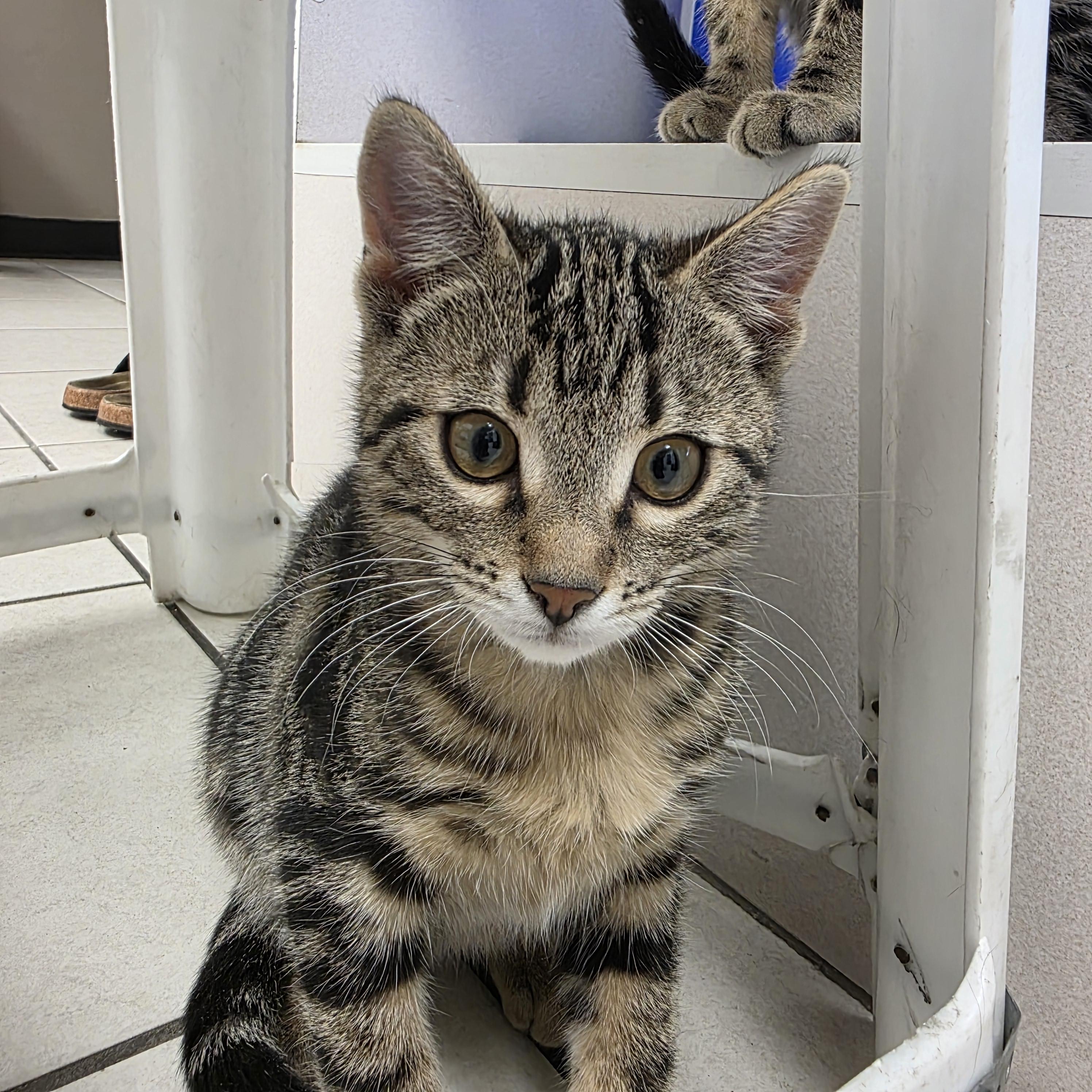 08062026F - Adopted | Petfinder