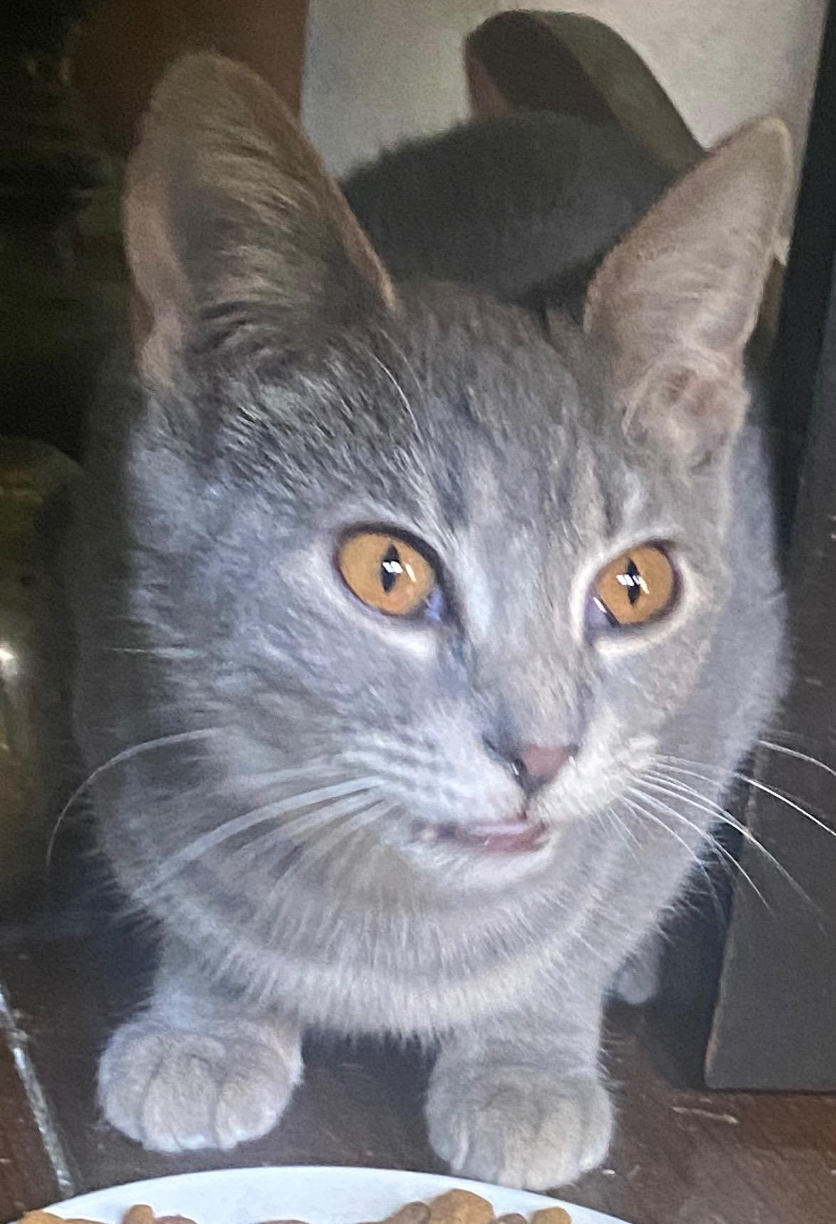 Enlarge Willamena/Wendy, a Adopted mixed breed in Louisville, KY image 1/6