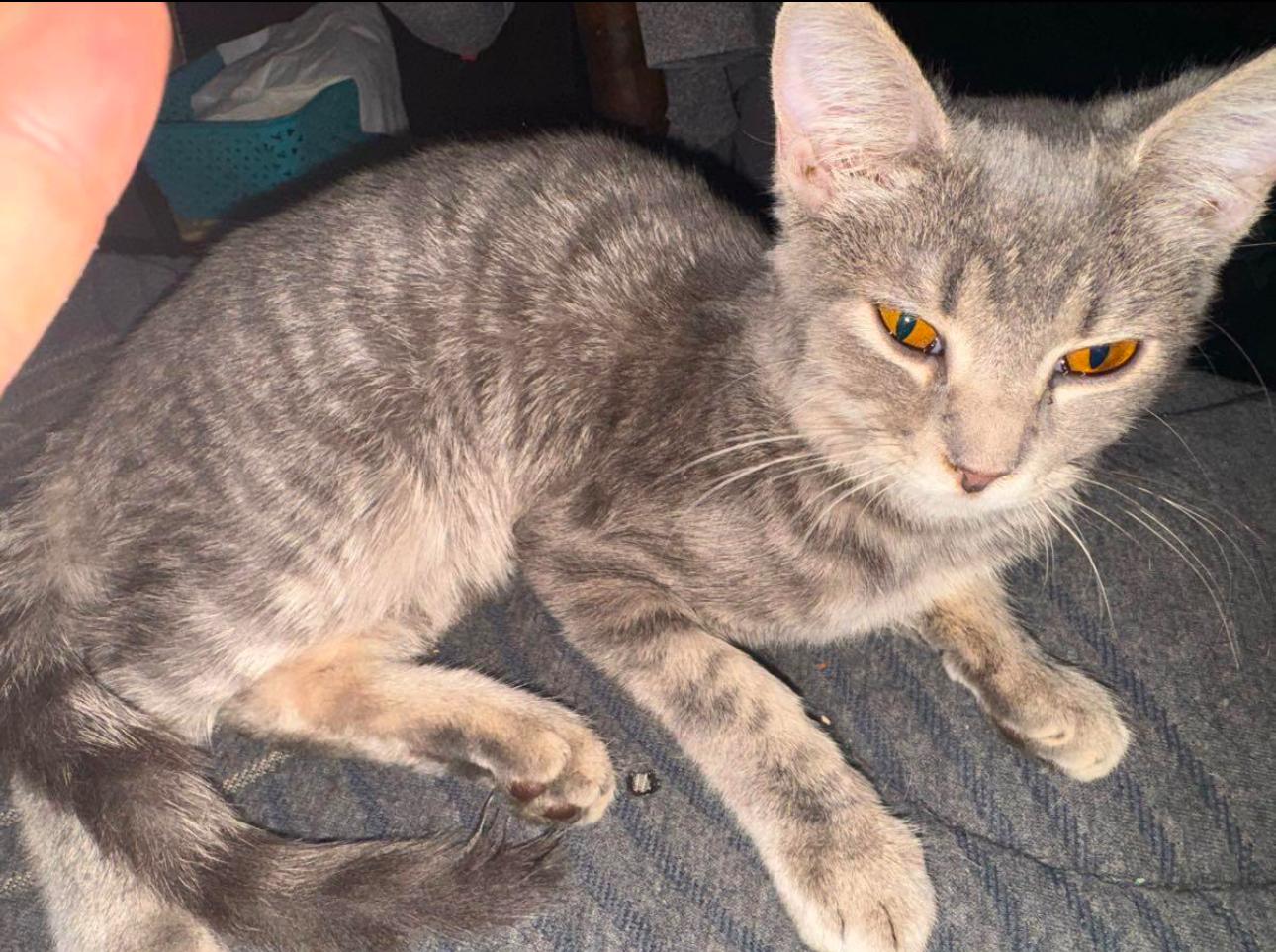 Enlarge Willamena/Wendy, a Adopted mixed breed in Louisville, KY image 4/6