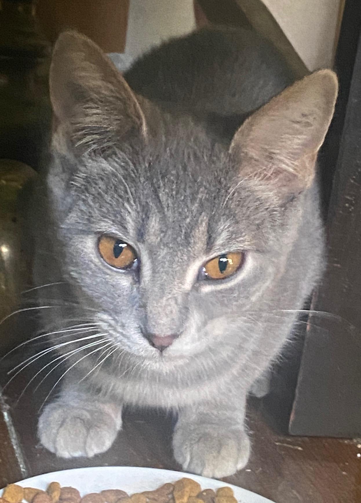 Enlarge Willamena/Wendy, a Adopted mixed breed in Louisville, KY image 5/6